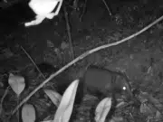 Avistan por primera vez un coatí de montaña ‘cusumbo’ en el humedal Torca-Guaymaral