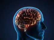 Dos personas que colaboran sincronizan su actividad cerebral al procesar información en una misma tarea, revela estudio