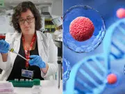 Científicos descubren un fármaco que podría rejuvenecer las células madre de la sangre