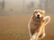 Lo que sentimos y lo que sienten los golden retriever podría venir de los mismos genes, según un nuevo estudio