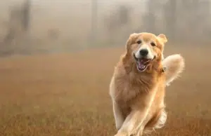 Lo que sentimos y lo que sienten los golden retriever podría venir de los mismos genes, según un nuevo estudio