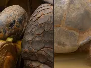 Muere Gramma, la histórica tortuga de Galápagos del Zoológico de San Diego a los 141 años