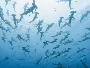 Colombia posee uno de los últimos refugios de tiburones martillo en el Pacífico, revela extenso estudio regional. ¿Dónde queda?