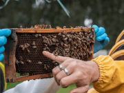 Abejas sin aguijón unen familias en Oriente