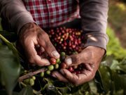 La cultura del café con epicentro en Concordia, Antioquia
