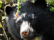 Cundinamarca acuerda acciones comunitarias por riesgo con oso andino
