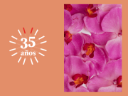 Disfrutar con orquídeas, anturios y bonsáis