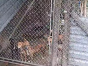 Imputan por maltrato animal a hombre que tenía 14 perros en mal estado