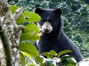 Piden proteger oso andino avistado en Jardín, Antioquia