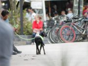 Estas son las rutas para que reporte posibles casos de maltrato animal en Medellín