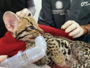 La historia de una ocelote que preparan para regresarla a su hábitat