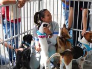 En la última “adoptatón” del año 80 perros y gatos encontraron hogar