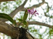 Inició siembra de orquídeas en el corredor de Carabobo