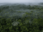 ¿Por qué es importante un proteger los bosques?