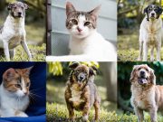 Medellín despide el año con adoptatón y llamado contra la pólvora