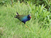 Más de 40 especies de aves llegarán a Bogotá por temporada migratoria
