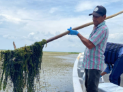 Continúa en amenaza ambiental Ciénaga Grande por especie invasora