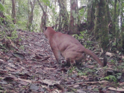 Captan pumas, zorros y venados en zona rural de Cali