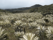 Contraloría urge política pública para conservación de los páramos