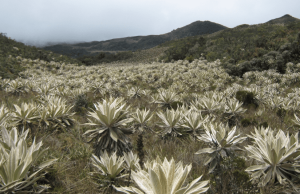 Contraloría urge política pública para conservación de los páramos