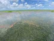 ¿Qué está pasando con la Hydrilla en la Ciénaga Grande de Santa Marta?