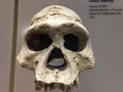 Así se veían los homo erectus: recreación digital a partir de hallazgos revelan la apariencia de nuestros ancestros
