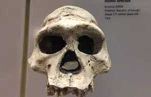 Así se veían los homo erectus: recreación digital a partir de hallazgos revelan la apariencia de nuestros ancestros
