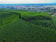 Fedemaderas demanda decreto que autoriza la venta anticipada de bienes y advierte riesgos para seguridad jurídica y la propiedad del sector forestal