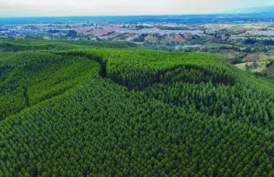 Fedemaderas demanda decreto que autoriza la venta anticipada de bienes y advierte riesgos para seguridad jurídica y la propiedad del sector forestal