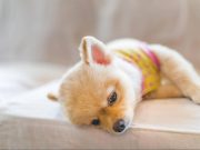 Cómo identificar un posible envenenamiento en mascotas: señales de alerta y qué hacer a tiempo