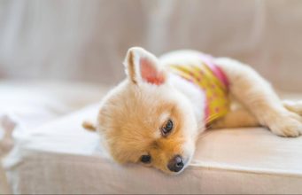 Cómo identificar un posible envenenamiento en mascotas: señales de alerta y qué hacer a tiempo