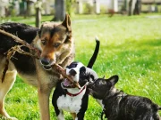 ¿Va a adoptar una mascota durante Navidad? Este cuestionario le ayudará a tomar una decisión responsable
