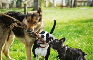 ¿Va a adoptar una mascota durante Navidad? Este cuestionario le ayudará a tomar una decisión responsable