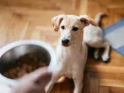 Vivir con un perro altera el microbioma y disminuye problemas sociales en adolescentes, potenciando empatía y bienestar