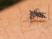 Tribunal estudia demanda que obligaría al Estado a vacunar gratuitamente contra el dengue en zonas de alto riesgo