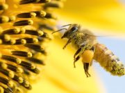 El microbioma de las abejas urbanas revela qué tan sana está la ciudad donde viven