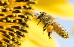 El microbioma de las abejas urbanas revela qué tan sana está la ciudad donde viven