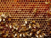 El curioso método natural que usan agricultores para alejar elefantes: abejas