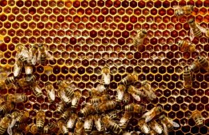 El curioso método natural que usan agricultores para alejar elefantes: abejas