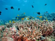 En el Caribe, los arrecifes de coral se han reducido a la mitad desde 1980