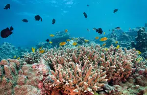 En el Caribe, los arrecifes de coral se han reducido a la mitad desde 1980