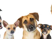 Qué significa realmente que su perro incline la cabeza cuando le habla: ¿se está quedando sordo?