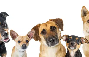 Qué significa realmente que su perro incline la cabeza cuando le habla: ¿se está quedando sordo?