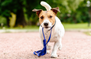 Bogotá celebra la Navidad con perros: llega la segunda Carrera de Navidad para homenajear los lazos entre mascotas y sus familias