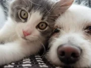 Cruz Verde inauguró su primera tienda ‘CruzPet’ en Bogotá: dedicada al cuidado de perros y gatos