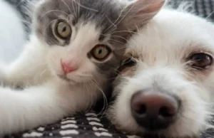 Cruz Verde inauguró su primera tienda ‘CruzPet’ en Bogotá: dedicada al cuidado de perros y gatos