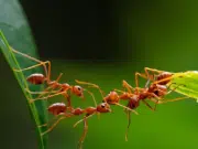 Las crías de hormiga avisan cuando están enfermas y se sacrifican por el resto del grupo