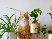 Veterinarios envían mensaje clave a familias con gatos y niños en la misma casa