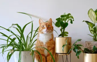 Veterinarios envían mensaje clave a familias con gatos y niños en la misma casa