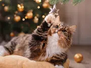 Árbol de Navidad, luces y pesebre: por qué los gatos se sienten atraídos y qué hacer para evitar accidentes en casa